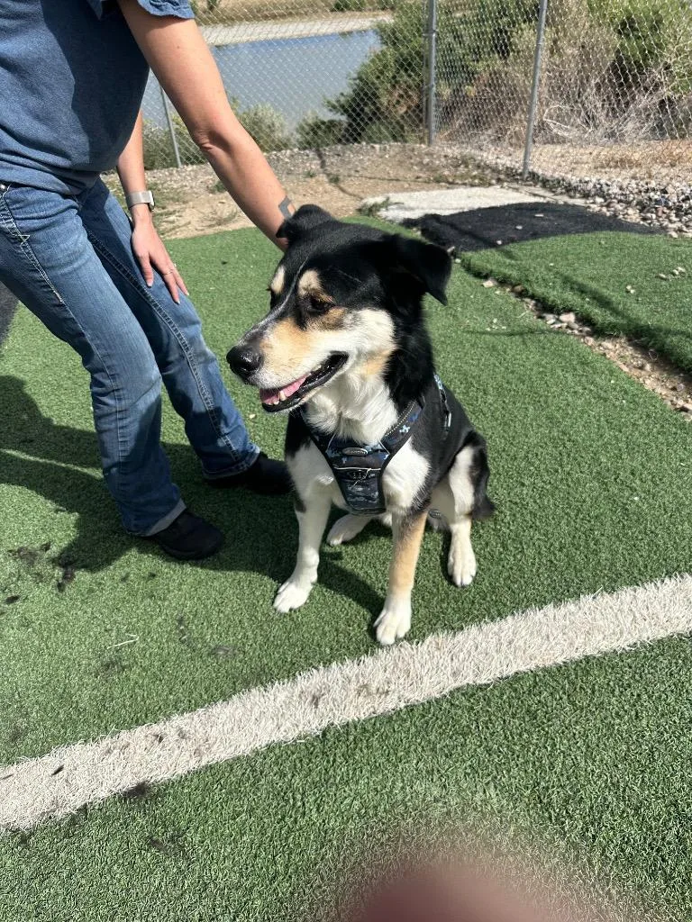 An adult large-sized male Husky dog named Bear for adoption in Green River, WY