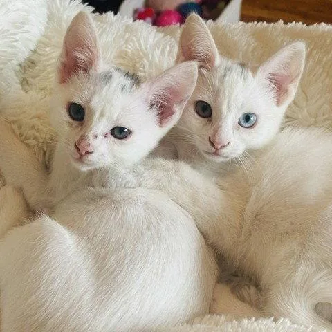 A baby medium-sized male White Domestic Short Hair cat named Danimal Aka Dani for adoption in Garland, TX