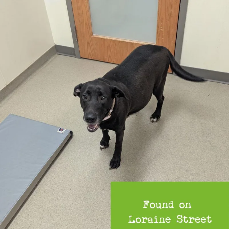 A young small-sized female Black Labrador Retriever dog named Gemma for adoption in Lynchburg, VA