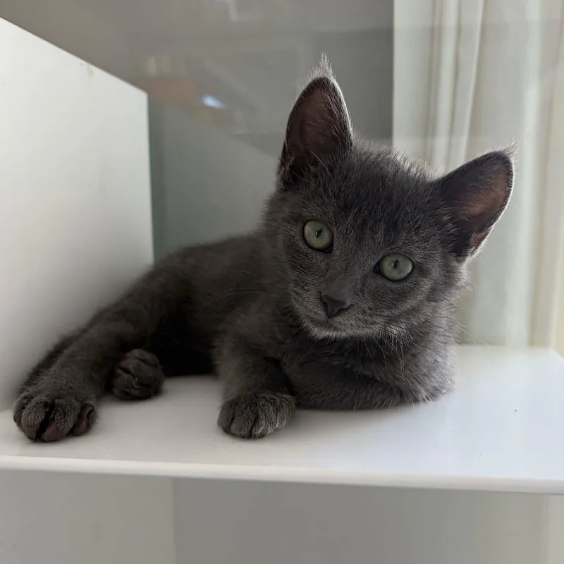 A baby small-sized male Gray / Blue / Silver Domestic Short Hair cat named George Michael for adoption in Los Angeles, CA