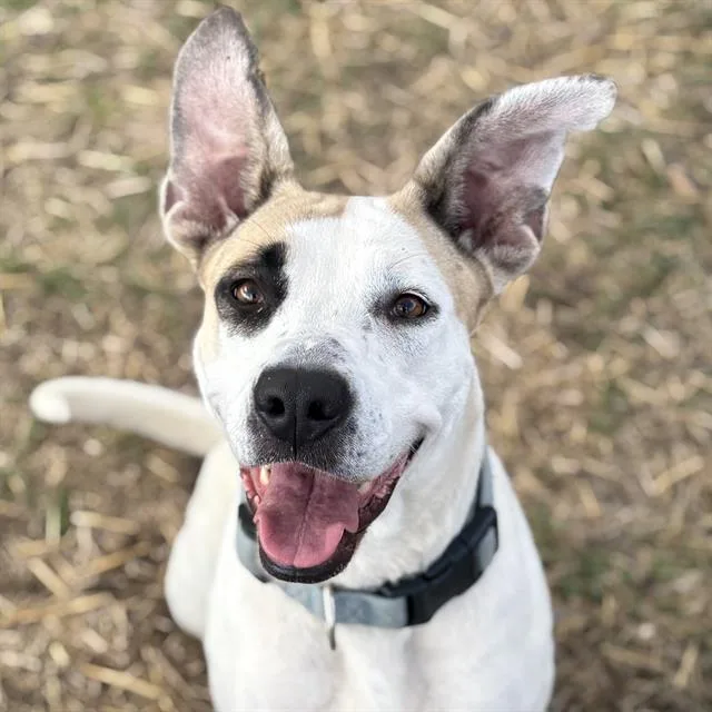 An adult medium-sized female American Staffordshire Terrier dog named Judy for adoption in San Antonio, TX