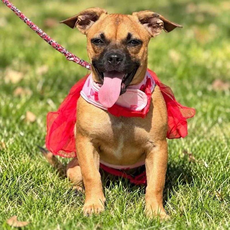 A baby small-sized female Tricolor (Brown, Black, & White) Dachshund dog named Breezy Sunshine for adoption in Saugus, MA