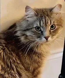 An adult medium-sized male Domestic Long Hair cat named Glacier for adoption in Fairfax, VA