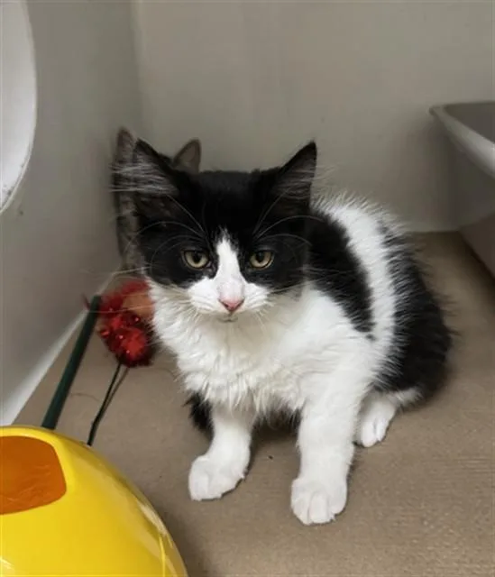 A baby medium-sized female Domestic Long Hair cat named Fenway for adoption in Boston, MA
