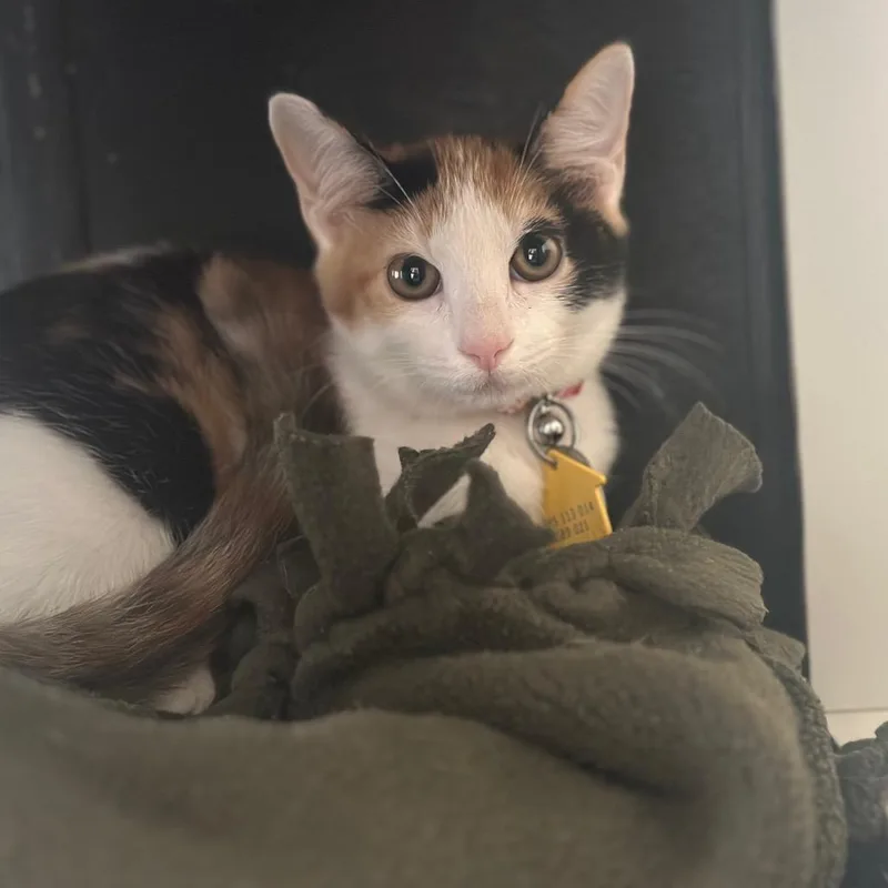 A baby small-sized female Calico Domestic Short Hair cat named WV Honeycrisp for adoption in Port Washington, NY