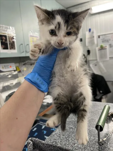 A baby medium-sized male White Domestic Short Hair cat named Fred for adoption in Woodland, CA