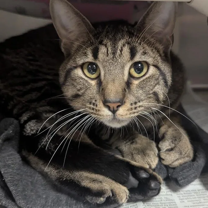 A young large-sized male Tabby (Brown / Chocolate) Domestic Short Hair cat named Martin for adoption in Springfield, IL