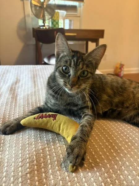 An adult small-sized female Domestic Short Hair cat named Emmy for adoption in Austin, TX