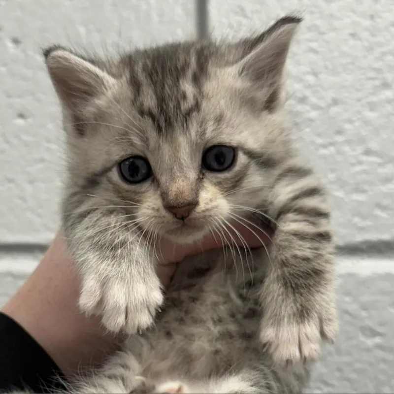 An adult medium-sized male Gray / Blue / Silver Domestic Short Hair cat named Baxter for adoption in West Olive, MI