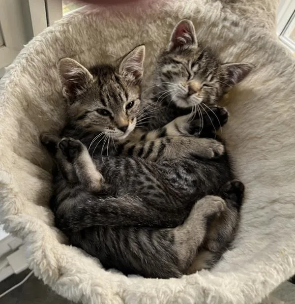 A baby small-sized female Domestic Short Hair cat named Quintana for adoption in Vancouver, WA