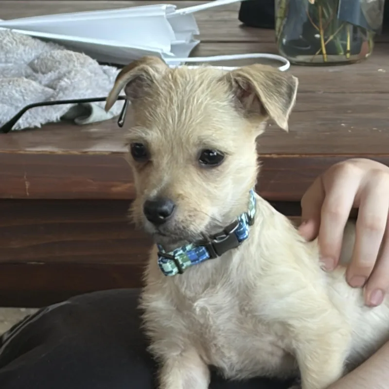 A baby small-sized female Apricot / Beige Chihuahua dog named Birdie for adoption in Murrieta, CA
