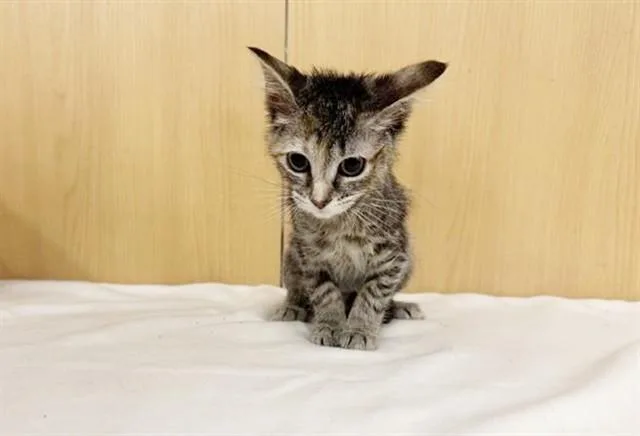 A baby small-sized female Domestic Short Hair cat named Kiwi for adoption in Saint Louis, MO