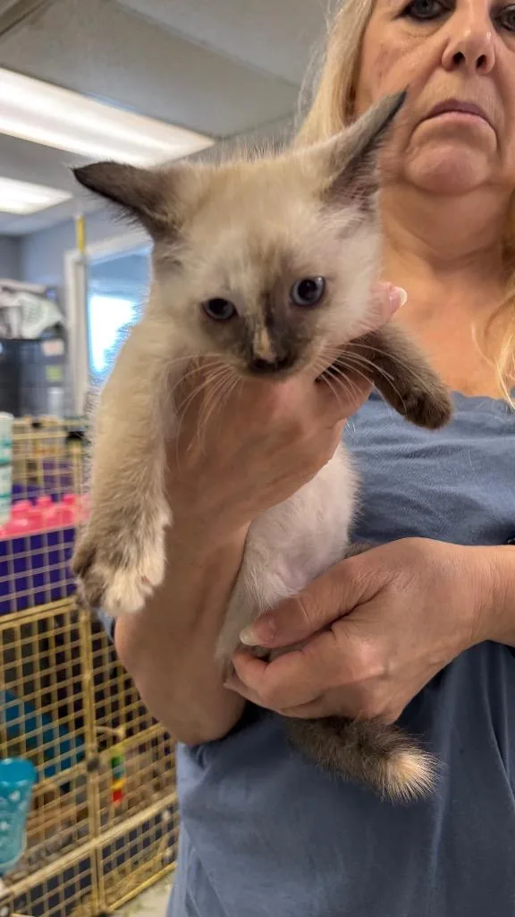 A baby small-sized female Siamese cat named Rose for adoption in Lewisville, TX