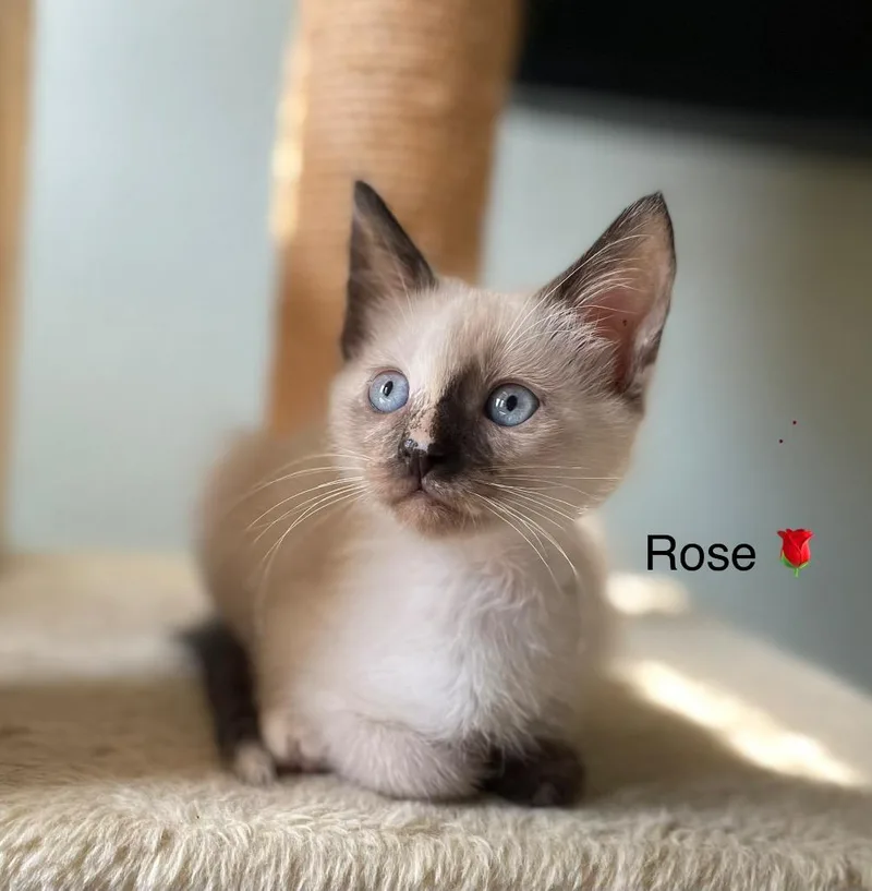 Rose thumbnail 3