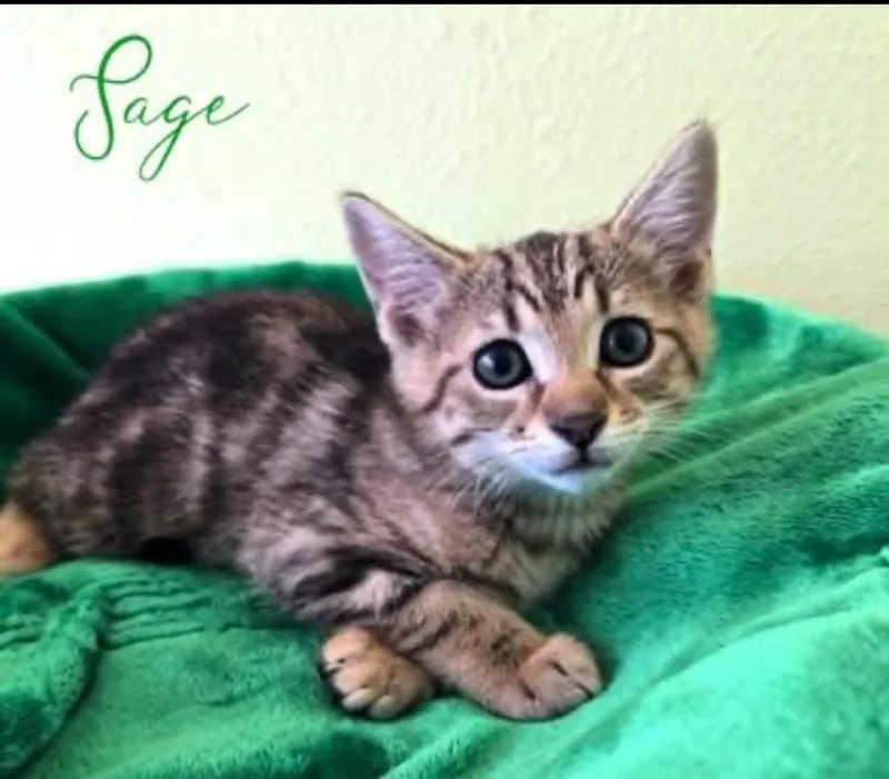 A baby small-sized male Domestic Short Hair cat named Sage for adoption in Blountville, TN