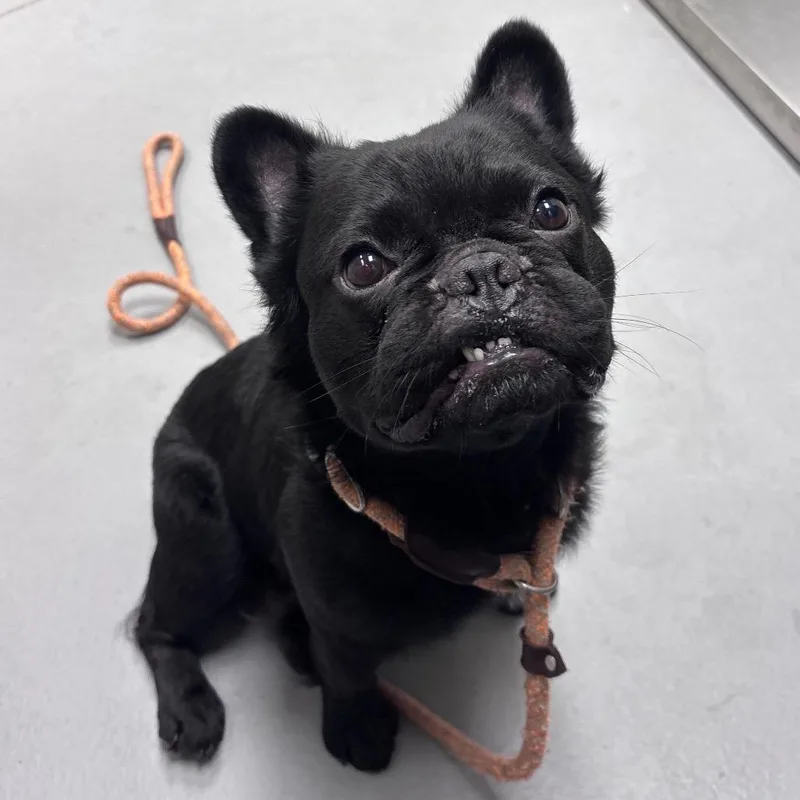 An adult small-sized male Black Mixed Breed dog named Straynorrisroadedgewoodroad for adoption in Columbus, GA