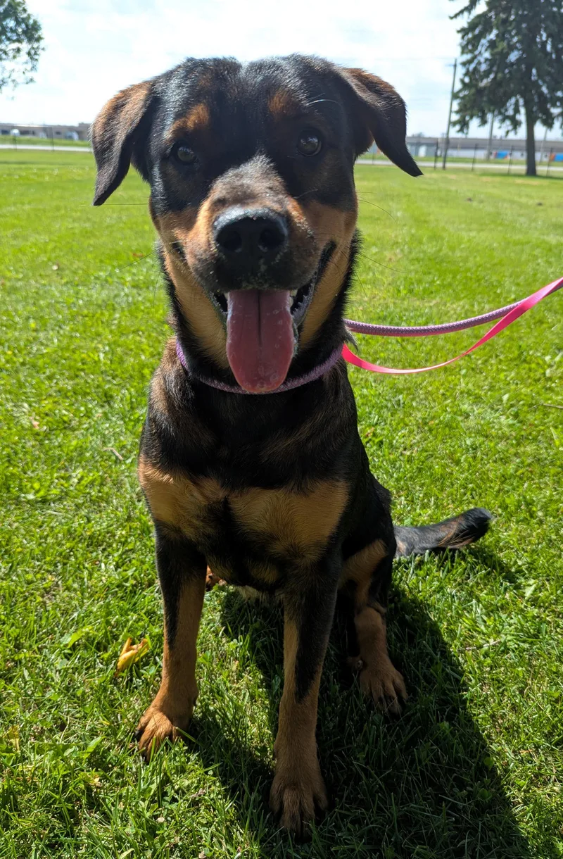 An adult medium-sized female Black Rottweiler dog named Frida for adoption in Valparaiso, IN