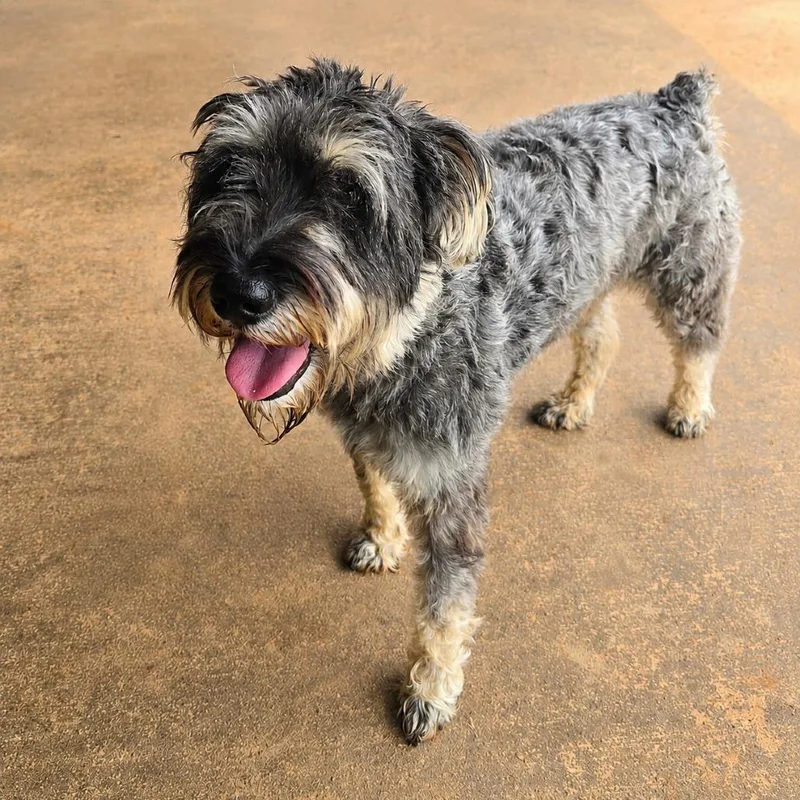 An adult small-sized male Black Schnauzer dog named Archie S for adoption in Huntsville, AL