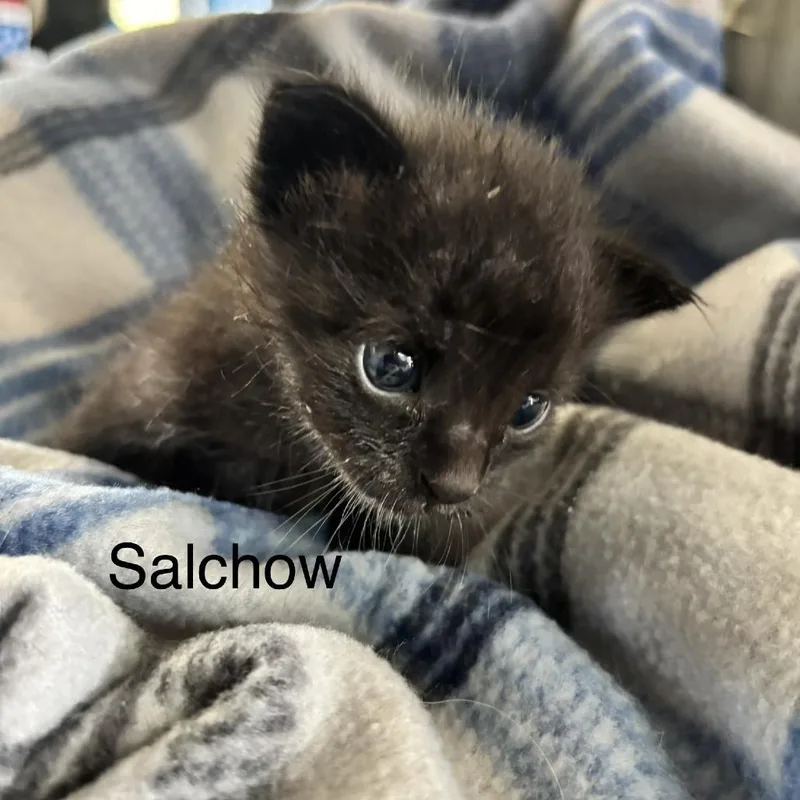 A baby small-sized male Black Domestic Short Hair cat named Salchow C for adoption in Princeton, MN
