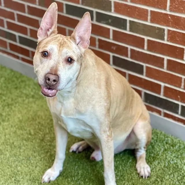 A senior large-sized male Mixed Breed dog named Gup for adoption in Edmond, OK