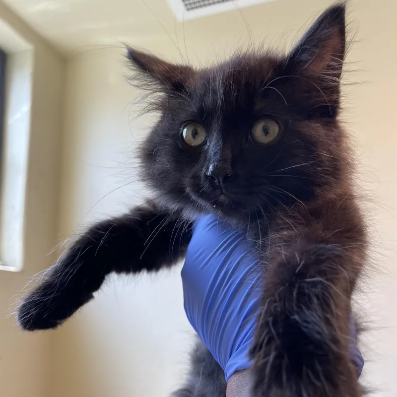 A baby small-sized female Black Domestic Long Hair cat named Coffee Bean for adoption in Pasadena, CA