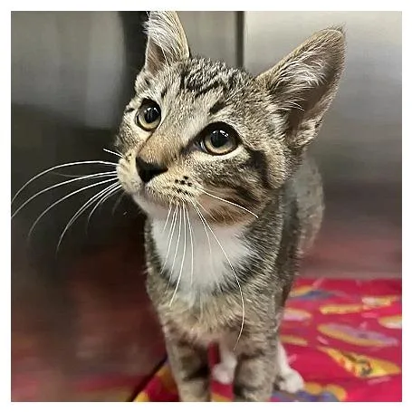 A baby small-sized female Brown / Chocolate Domestic Short Hair cat named Crumbles for adoption in Redwood City, CA
