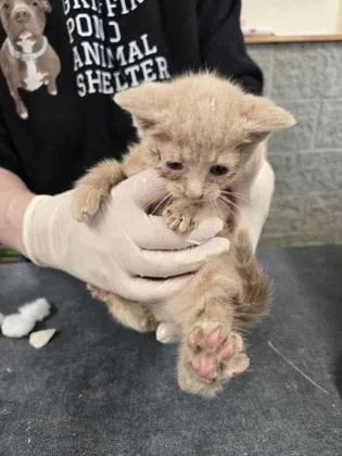 A baby small-sized male Domestic Short Hair cat named Goblin for adoption in Clarks Summit, PA