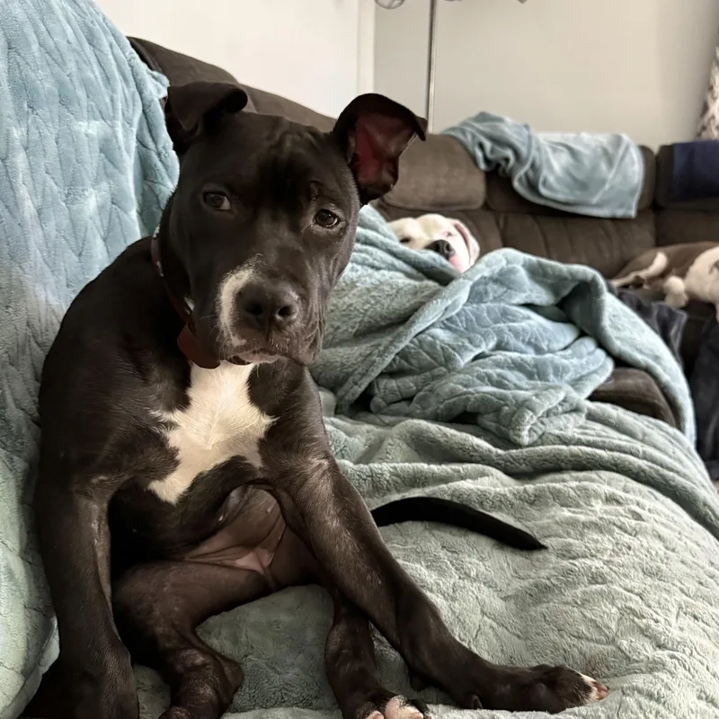 A baby medium-sized female Black Pit Bull Terrier dog named Lily for adoption in Peotone, IL