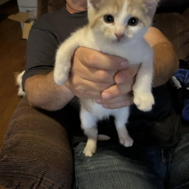 A baby medium-sized female Orange & White Domestic Short Hair cat named Duchess for adoption in Kannapolis, NC
