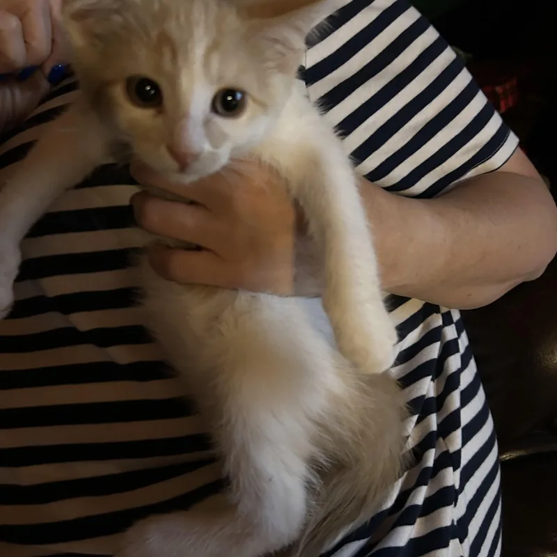 Duchess thumbnail 4