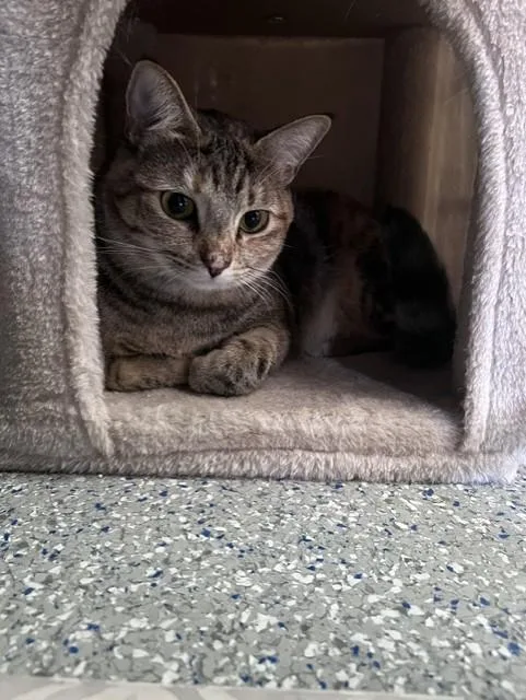 A young medium-sized female Tabby cat named Daphne for adoption in Carson City, NV
