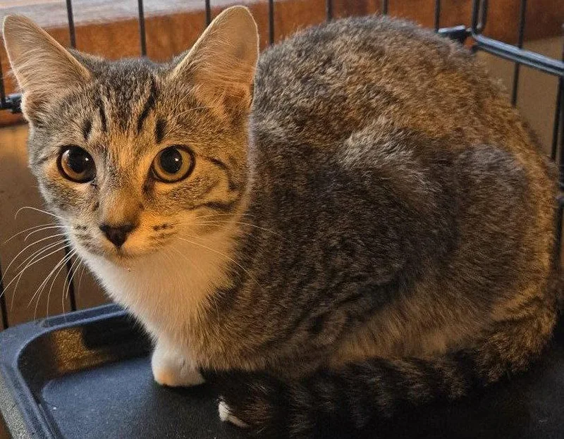 A baby small-sized female Domestic Short Hair cat named Ruffian for adoption in Battle Ground, WA