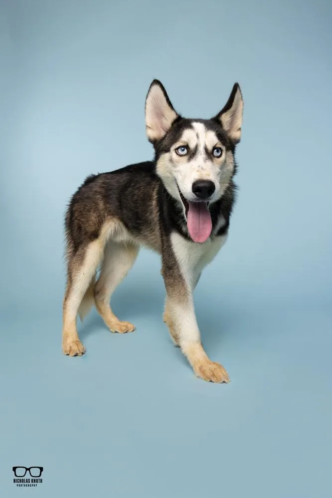 A young medium-sized male Tricolor (Brown, Black, & White) Siberian Husky dog named Lucien for adoption in Palatine, IL
