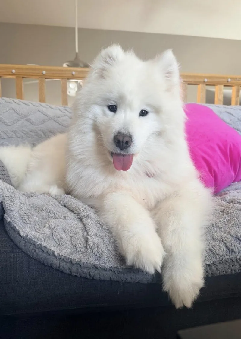 An adult medium-sized female White / Cream Samoyed dog named Laney for adoption in Milwaukee, WI