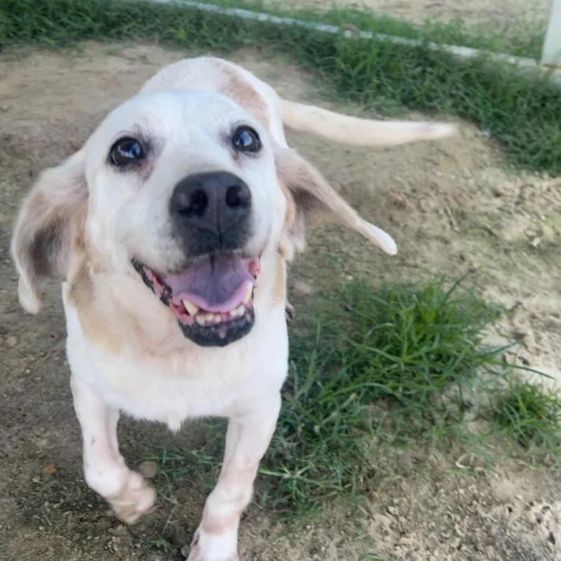 A senior medium-sized male Yellow / Tan / Blond / Fawn Beagle dog named Dusty for adoption in West Point, MS