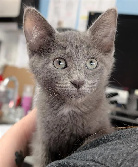 A baby small-sized female Domestic Short Hair cat named Rainier for adoption in Canfield, OH