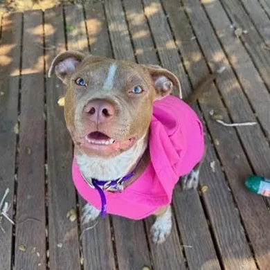 A young medium-sized female Golden Pit Bull Terrier dog named Elle for adoption in Los Angeles, CA