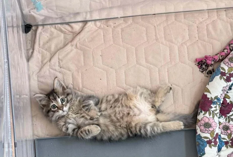 Pablo