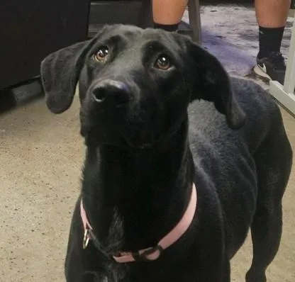 A young large-sized female Black Labrador Retriever dog named Sally for adoption in Neosho, MO
