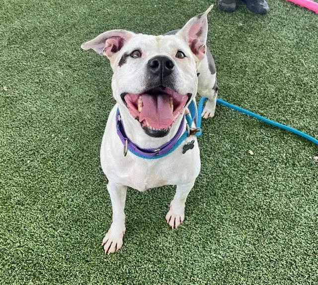 An adult large-sized female American Bulldog dog named Aspen for adoption in Tavares, FL