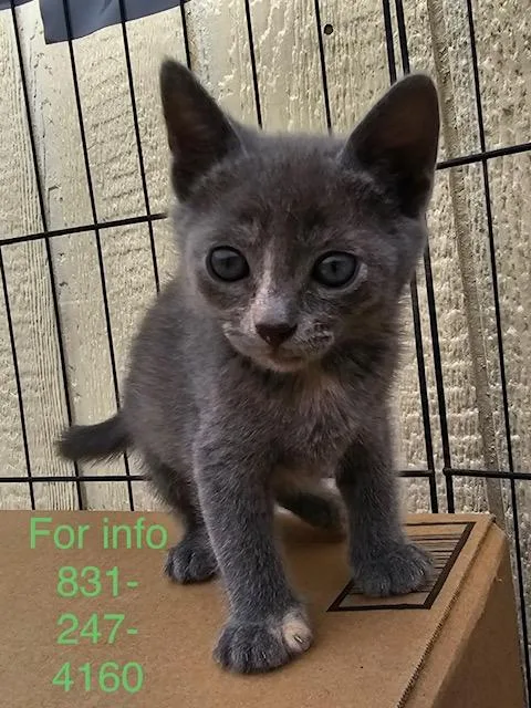 A baby medium-sized female Dilute Tortoiseshell cat named Snip for adoption in Santa Cruz, CA