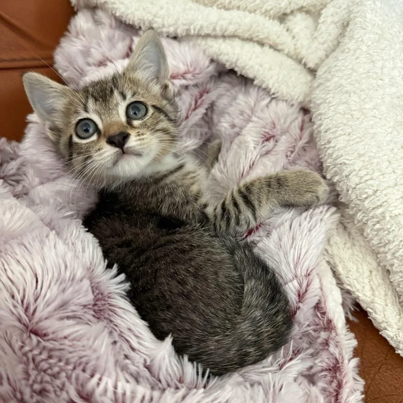 Teddy