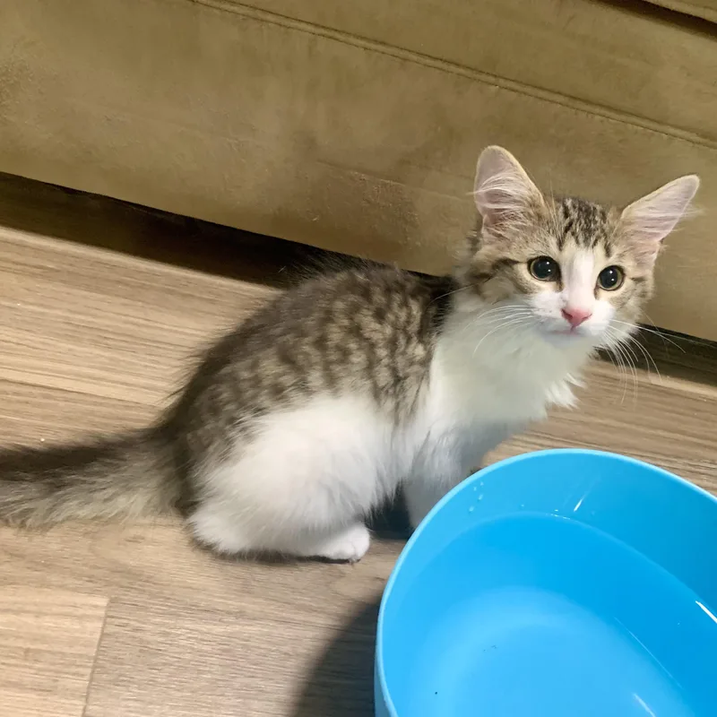 A baby small-sized male Tabby (Buff / Tan / Fawn) Domestic Medium Hair cat named Beaker for adoption in Richmond, VA