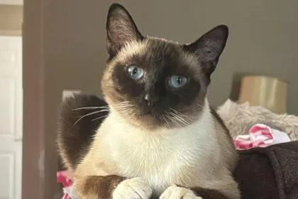 An adult medium-sized female Domestic Short Hair cat named Opal for adoption in Kansas City, MO