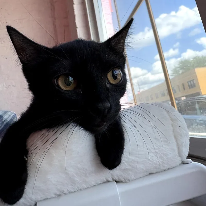 A baby small-sized female Black Domestic Short Hair cat named Miranda for adoption in Forest Park, IL