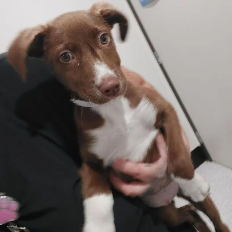 A young medium-sized female Yellow / Tan / Blond / Fawn Labrador Retriever dog named Mary puppins for adoption in Lake Havasu City, AZ