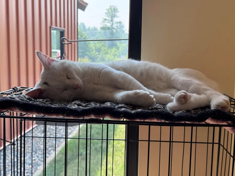 A young small-sized male White Domestic Short Hair cat named Hatch for adoption in Hackensack, MN