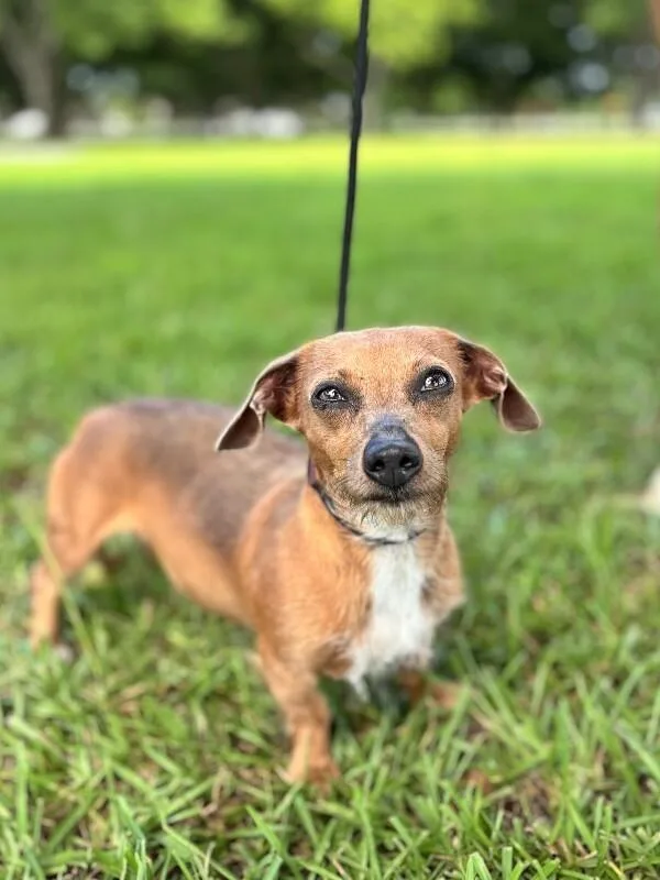 An adult small-sized female Yellow / Tan / Blond / Fawn Wirehaired Dachshund dog named Daisy for adoption in Aiken, SC