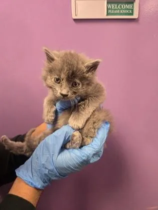 A baby small-sized male Gray / Blue / Silver Domestic Medium Hair cat named 60830767 for adoption in El Paso, TX