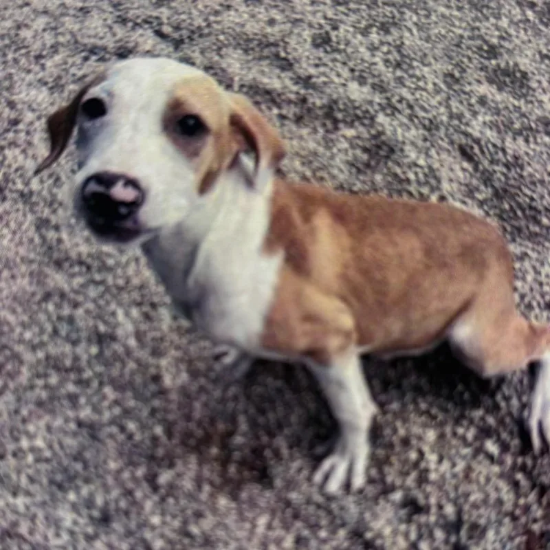 A young medium-sized male Yellow / Tan / Blond / Fawn Hound dog named Goldfish for adoption in Newark, DE